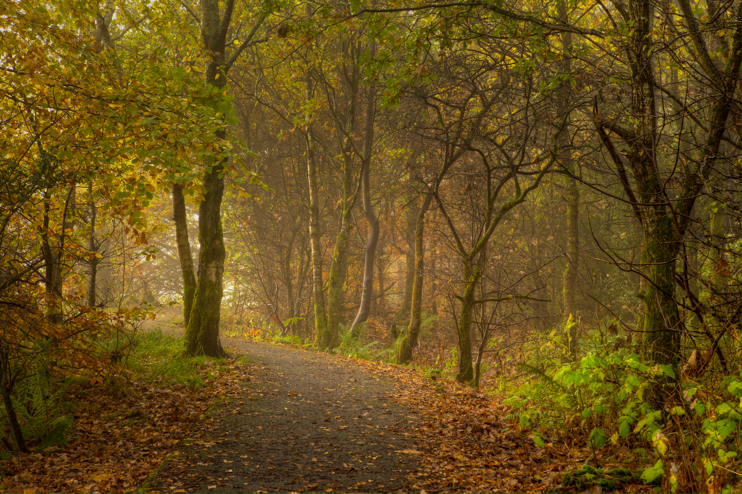 Autumn trail